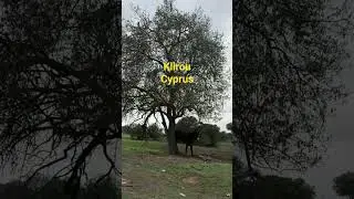 klirou cyprus #travel  #cyprus  #&kappa;&lambda;&eta;&rho;&omicron;&upsilon; #village