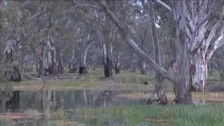 The History of Yanga Wetlands | NSW National Park