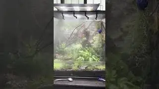 Reptile Mister Automatic Misting System