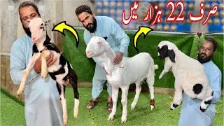 😱 Lalukhet Bakra Mandi Se Bhi Sasti Mandi Mil Gai! | Sirf 22,000 Ka Bakra | Qurbani 2026 🐐🔥