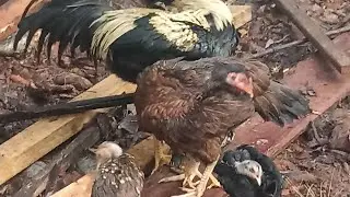 Memberi makan ayam lanjut  jalan  jalan dekatrumah #ayam #banjir#jalanjalan sedang live sekarang!