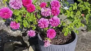 David Austin roses Princess Anne