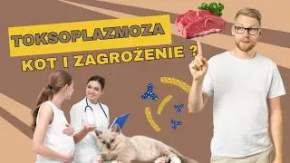 Toksoplazmoza - czym jest? I jak można się nią zarazić 🪱
