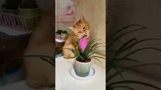 Smart Cats 😺😺 #cat #smartcat #catvideos #pets #shorts #shortvideo #funny #funnyvideo