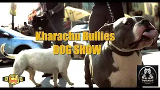 Kharachu Bullies Dog Show  #business #podcast #americanbully #dogshow