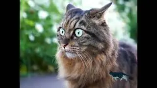 Monimalista estr&eacute;s en gatos | Brav&iacute;ssimo
