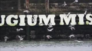 Ramsgate Port & Harbour - Wildlife