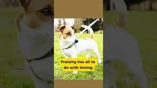 You&rsquo;re Rewarding the Wrong Behavior (And Don't Know It) 😱 #dogowners #dogshorts #pets #yourdog