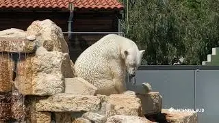 13 Aprile 2023   Fasano BR   Orsa killer, lo zoo safari; ''pronti ad accoglierla''