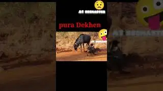 haina#animals #shorts #youtubeshorts #video