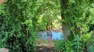 Lightning drinking from the stream June 10, 2024