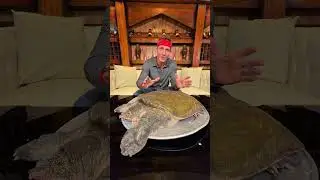 Eating Soft Shell Turtle&hellip;