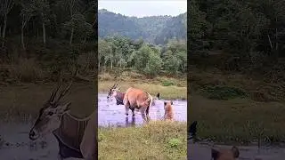 Fearless Deer Turns the Tables on Hyenas in Shocking Attack