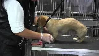 Wire Haired Dachshund Hand Strip- Legs- Front Leg