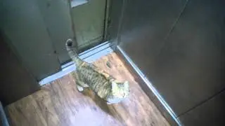 Smart cat uses elevator