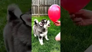 This husky was NOT ready for balloons 🎈🐶 His reaction is hilarious 😂 #husky #dogshorts