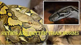 Why modern reticulated pythons are a better snake to keep than Burmese pythons!
