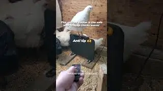 How to keep chickens warm in extremely cold winter? No more frostbite with the best coop heater