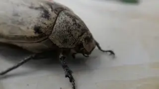 Black and White Beetles