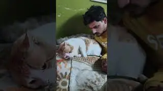 kon disa mai shortvideo #cat #cuteanimals #youtuber #catlover #laddu #ladduladdu #viralladdu