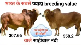 भारत के सबसे ज्यादा👍 breeding value वाले सारे साहीवाल नंदी🔥| sahiwal bull latest video |साहीवाल नस्ल