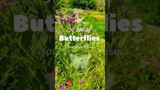 30 Seconds of Butterfly Goodness - 2   #homestead #hobbyfarmlife #pollinators #butterflies