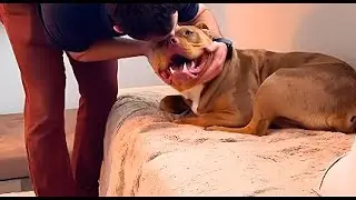 Rescue Dog Story | The Dog Who Didn&rsquo;t Know She Was Home
