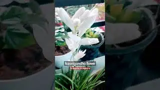 3 Tips for rajnigandha plant / राजनीगंधा प्लांट पर ढेरो फूल पाने का तरीका सर्दियों में#plants#garden