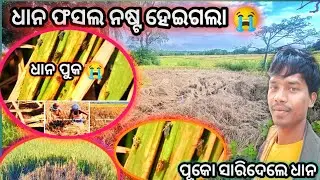 ଚାଷ କରିକି ଚାଷୀ ଆତ୍ମହତ୍ୟା କରିବେ 😭#vloggerkinjhir 