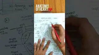 Anatomy of Heart❤|Circulatory System|Structure and function of Heart |Neet2023| #shorts #ytshorts