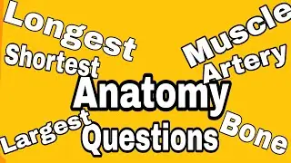 Anatomy - Human body - Longest, Largest, Shortest - Bone,Muscle,Artery,Vein,Organ