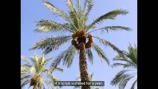 🌴 The Art of Date Palm Cultivation: A Journey Through Iran&rsquo;s Palm Groves 🍃✨