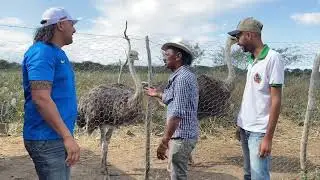 CHARLLES, TIRINGA E O AVESTRUZ QUE VOA 😂 |  COM&Eacute;DIA SELVAGEM &reg;