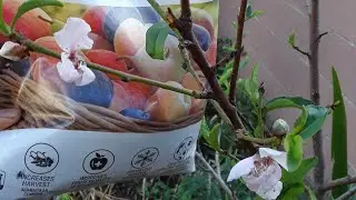 COMO ABONAR ARBOLES FRUTALES. CUIDADOS DE PRIMAVERA.