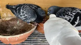 A Beautiful Pigeon Family : Parents Caring for Their Only Chick