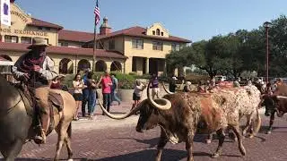 Fort Worth Cattle Drive- Historic Stockyards