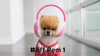 Jiff Pom funny video compilation part 1 || AnimalEmpower