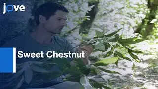 Sweet Chestnut Damage Evaluation | Protocol Preview