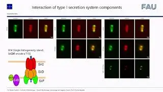 Ralph Palmisano: SRRF & TIRF entangled Super-Resolution imaging made easy using Fiji plugin