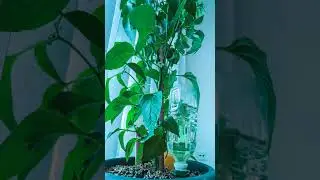 100CANON h264 420 1080p 30 HQ