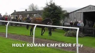 Holy Roman Emperor filly
