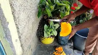 Prevent your pumpkin from getting spoilt by removing the seeds #cooking#healthyfood