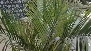 Areca palm plant's care 