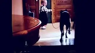Baby takes lucy the boxer dog for a walk #dog #doglovers #boxerdog
