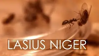 Lasius niger - Das neue Jahr beginnt!