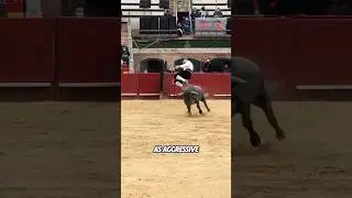 How Aggressive Are Bulls Actually?
