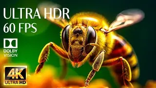 MACRO ANIMALS - 4K HDR 60fps Dolby Vision with Animal Sounds & Calming Music (Colorful Dynamic)