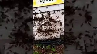 ARI KOVANI YAĞMAYA MARUZ BEE HIVE WAS EXPOSED TO PLOTTAGE #bee #hive #arı #kovan #yağma #diy #dance