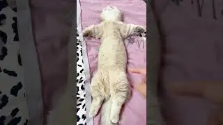 #pet #pets #catlife #catmon #catreels #catvideo #catvideos #catvid #cutecats #tabby #funnycat
