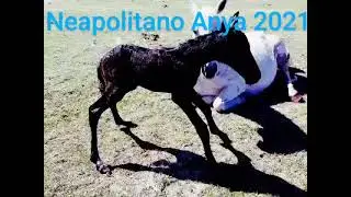 Lipizzan Colt Meets His Mom And Struggles To Stand: The Struggle Is Real!